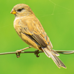 Catamenia analis