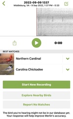 Poecile carolinensis