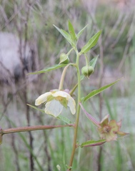 Ludwigia octovalvis