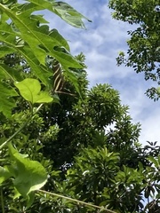 Heliconius charithonia vazquezae