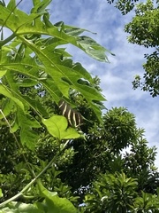 Heliconius charithonia vazquezae