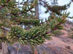 Pinus longaeva