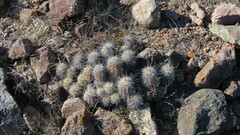 Echinocereus stolonifer tayopensis