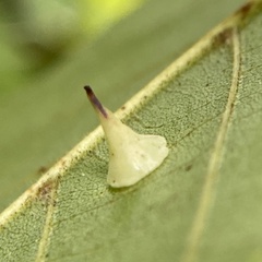 Caryomyia sanguinolenta