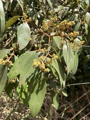 Cryptocarya triplinervis