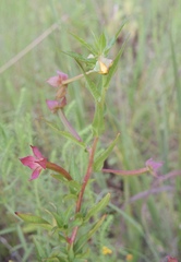 Ludwigia octovalvis