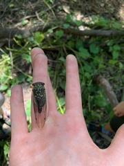 Neotibicen pruinosus