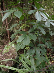 Pseudopanax