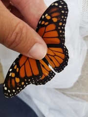 Danaus plexippus
