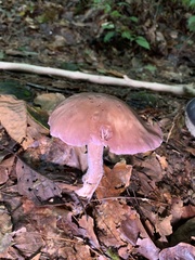 Laccaria ochropurpurea