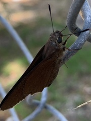 Asbolis capucinus