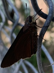 Asbolis capucinus