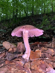 Laccaria ochropurpurea