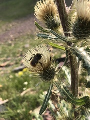 Bombus centralis