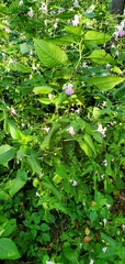 Impatiens balfourii