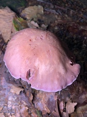 Laccaria ochropurpurea