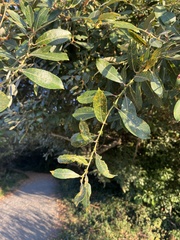 Salix scouleriana