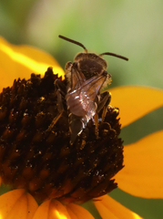 Coelioxys