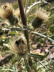 Bombus centralis