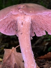 Laccaria ochropurpurea