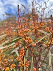 Eucalyptus leptophylla
