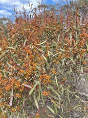 Eucalyptus leptophylla