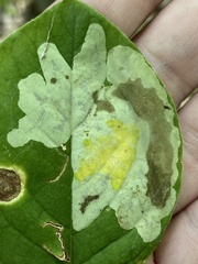 Leucanthiza dircella