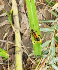 Chauliognathus limbicollis