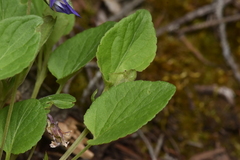 Viola adunca