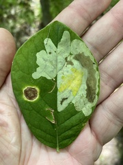 Leucanthiza dircella