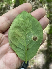 Leucanthiza dircella