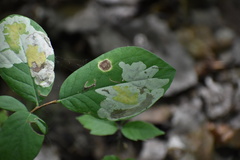 Leucanthiza dircella