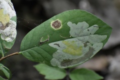 Leucanthiza dircella