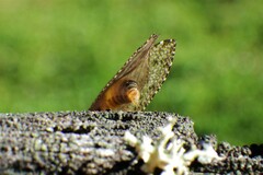 Hemerobius humulinus