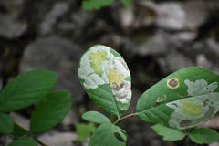 Leucanthiza dircella