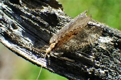 Hemerobius humulinus