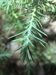 Juniperus ashei