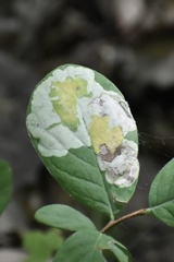 Leucanthiza dircella