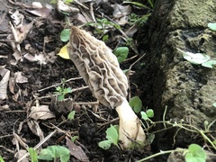 Morchella