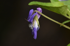 Viola adunca