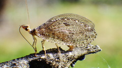 Hemerobius humulinus