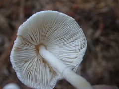 Leucocoprinus