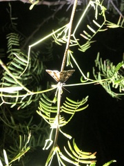 Libytheana carinenta