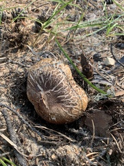 Tricholoma