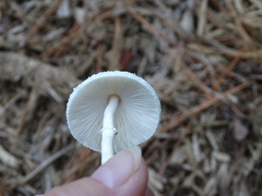 Leucocoprinus