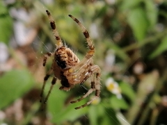 Araneus