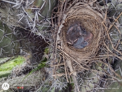 Turdus grayi