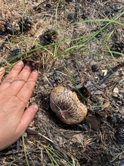 Tricholoma