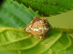 Neolasioptera farinosa