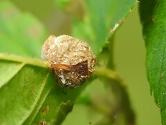 Neolasioptera farinosa